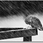 photo genius courtesy Mikael Sundberg http://500px.com/photo/3098111