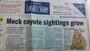south charlotte coyote sightings grow